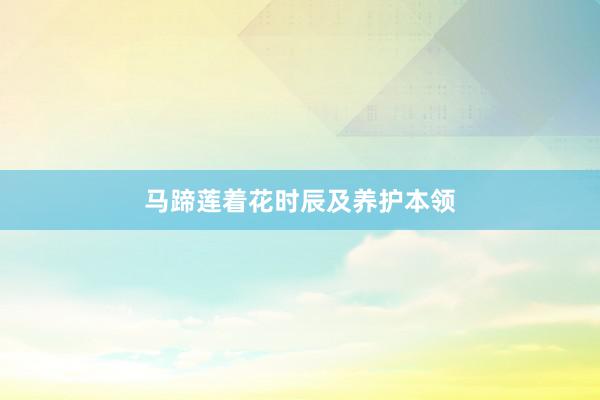马蹄莲着花时辰及养护本领